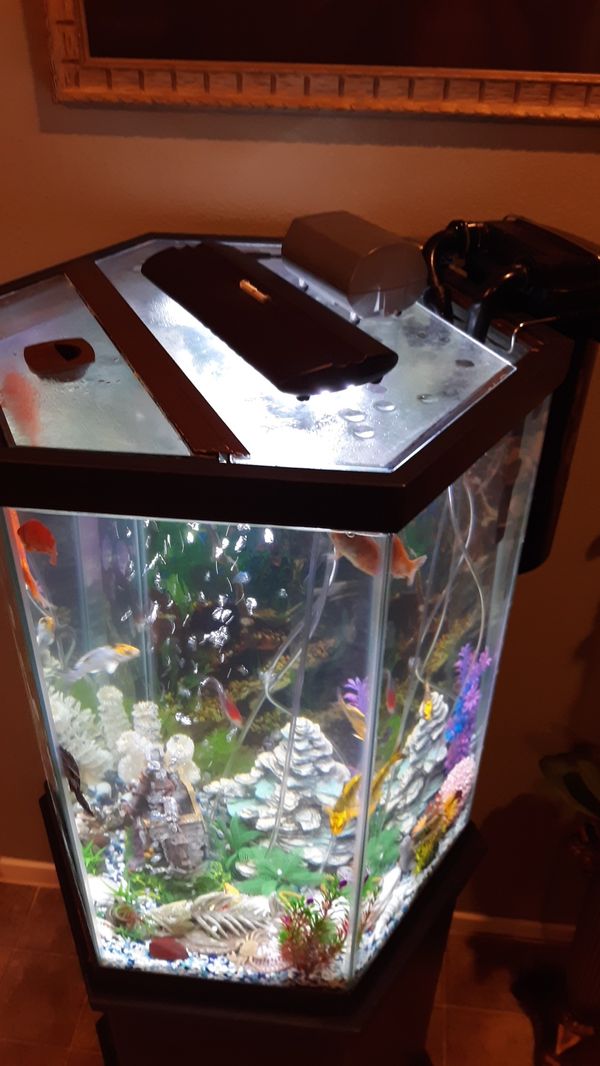 Hexagon Fish Tank Aquarium for Sale in Las Vegas, NV OfferUp