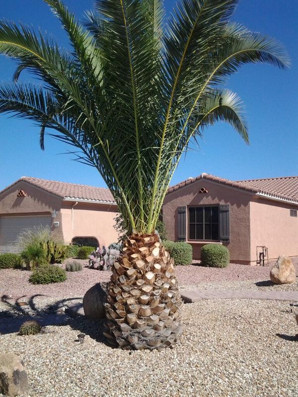 Pineapple palm for Sale in Sun City West, AZ OfferUp