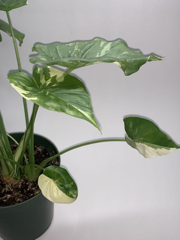 Rare indoor house plants. Calathea Monstera Philodendron