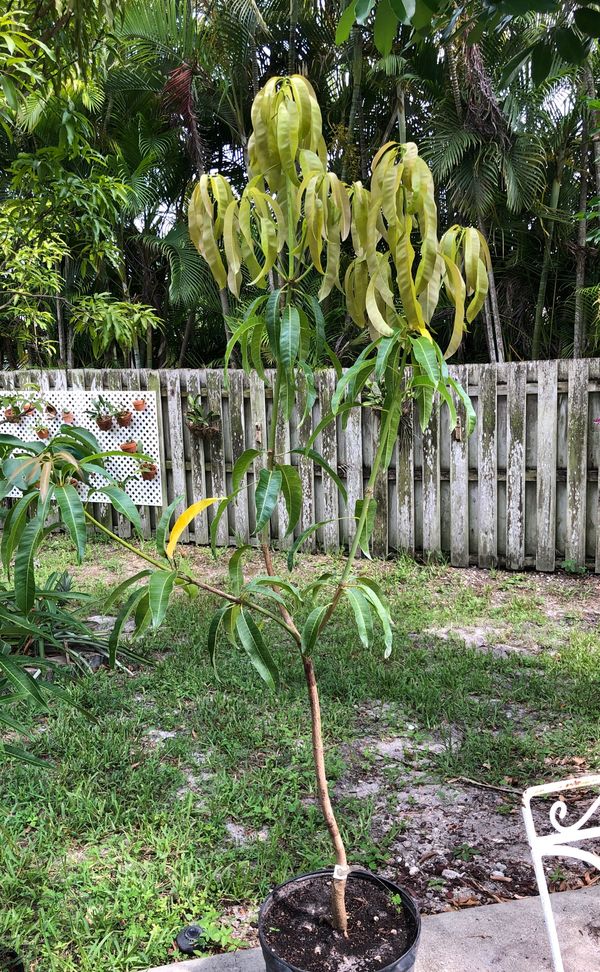 Grafted Mango Tree Bombay for Sale in Fort Lauderdale, FL OfferUp