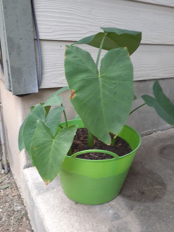 Jumbo elephant ears for Sale in San Antonio, TX - OfferUp