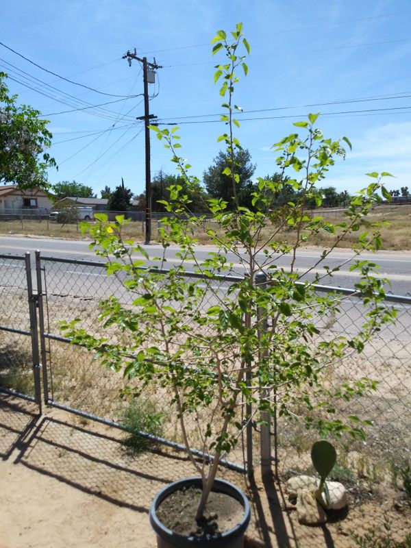 white mulberry tree for sale near me