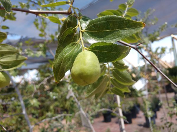 jujube tree phoenix