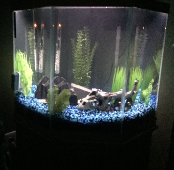 45 Gallon Corner Aquarium with Cabinet Base and Many Extras! for Sale ...