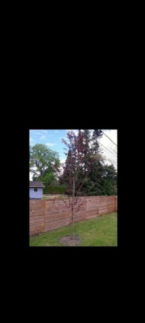 new and used home & garden for sale in bellevue, wa - offerup