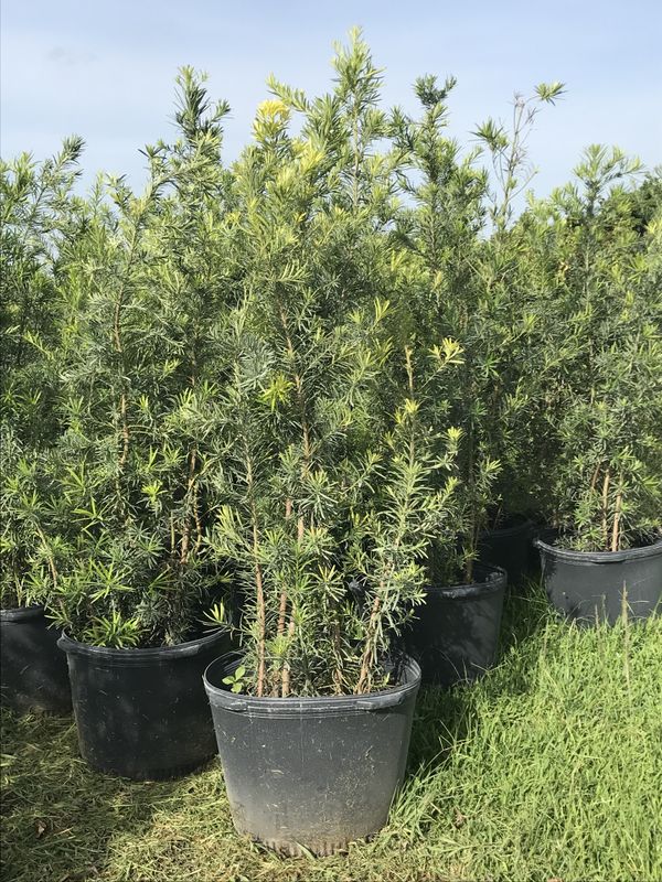 PODOCARPUS HEDGE PLANTS 15 AND 25 GALLON for Sale in Miami, FL - OfferUp