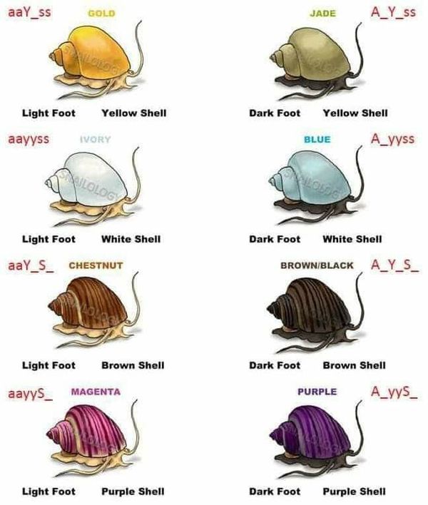 Pet Aquatic Mystery Snails for Sale in Marietta, SC OfferUp