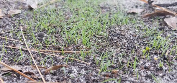 zenith zoysia sprouts