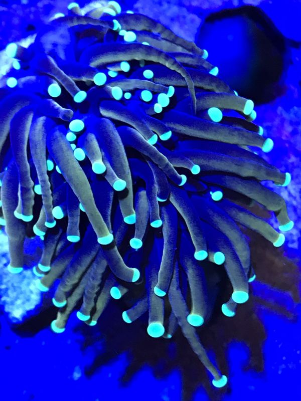 Dragon soul torch coral for Sale in Rancho Cucamonga, CA - OfferUp