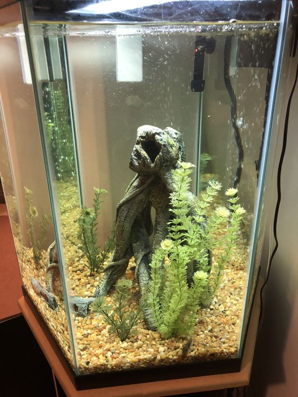 35 Gallon Hexagon Freshwater Fish Tank for Sale in Palm Beach Gardens