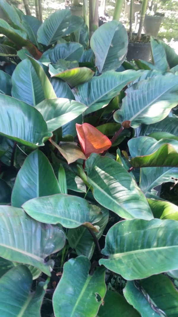 MALANGA CONGO PLANTS FOR SALE! ONLY A FEW LEFT! for Sale