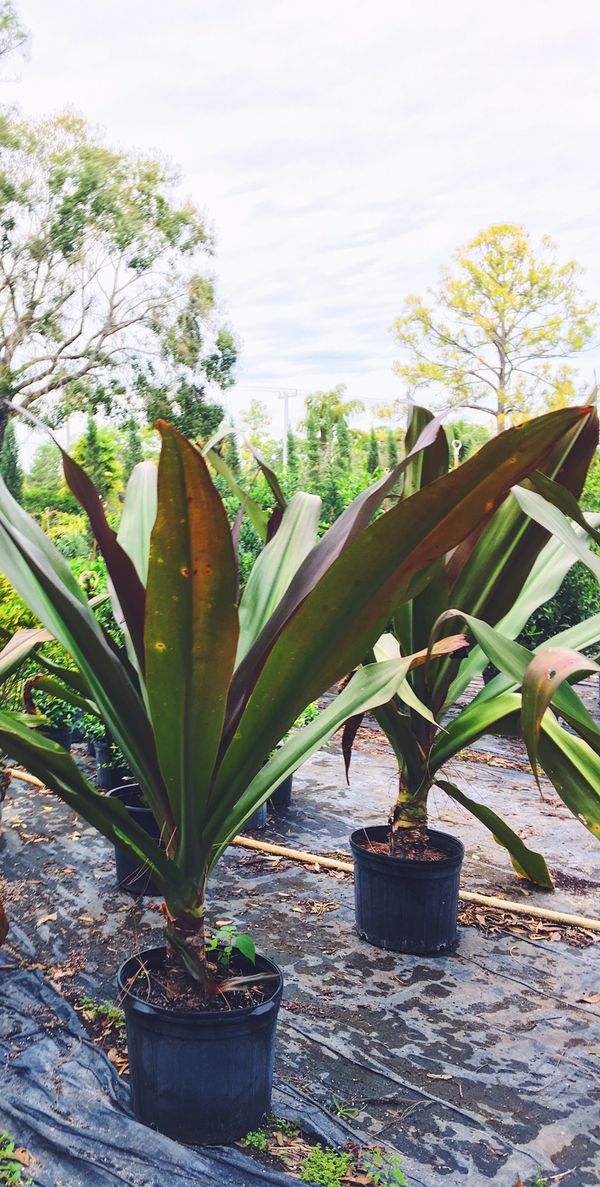 Queen Emma Lily plants for sale for Sale in Loxahatchee, FL OfferUp