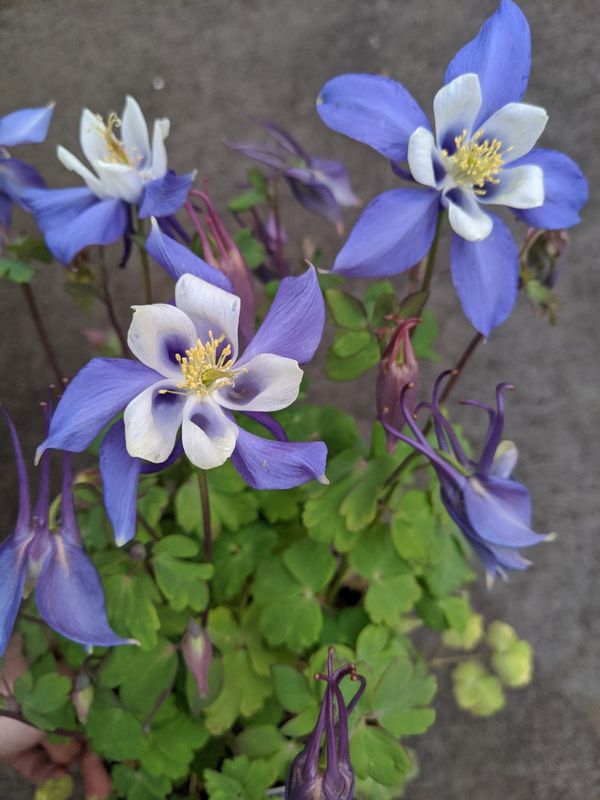 Shade plant columbine perennial evergreen flower bush