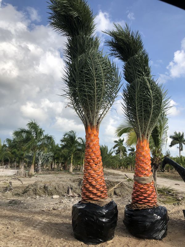 Sylvester Palms 4’- 9’CT for Sale in Homestead, FL - OfferUp