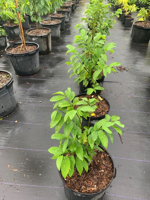 SUGAR APPLE TREE SALE!from $45 for Sale in Miami, FL - OfferUp