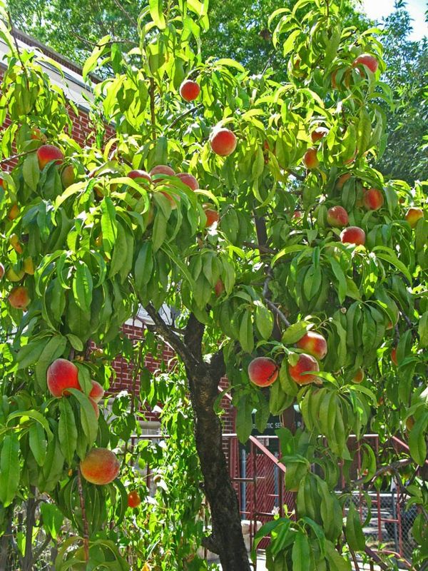 89ft Florida Peach Tree for Sale in Winter Haven, FL