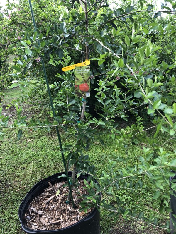 Barbados cherry tree for Sale in Lehigh Acres, FL OfferUp