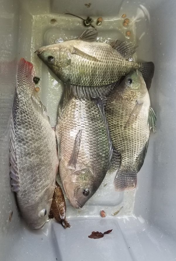 Fresh swimming tilapia fish for Sale in Miami, FL OfferUp
