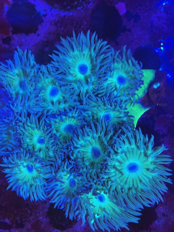 10+ Head Duncan Coral Conlony for Sale in Orange, CA - OfferUp