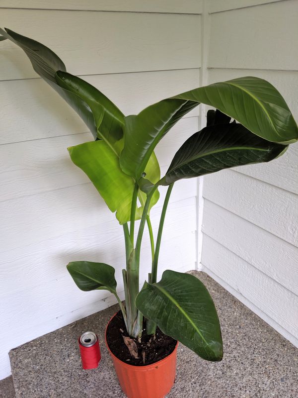 White Bird Of Paradise Plants Real Indoor House Plant