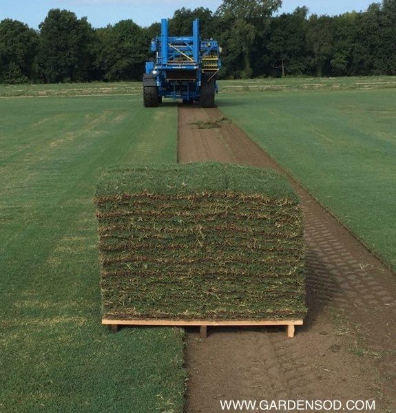 How Much Does Zoysia Grass Cost Per Pallet / 2020 Sod Prices | Grass