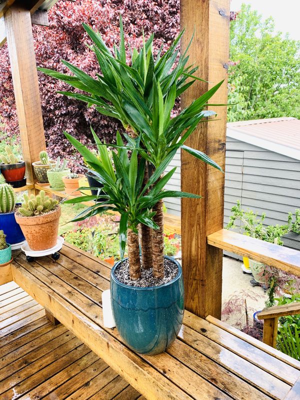 Live Indoor Yucca Elephantipes house plant in a beautiful ceramic ...