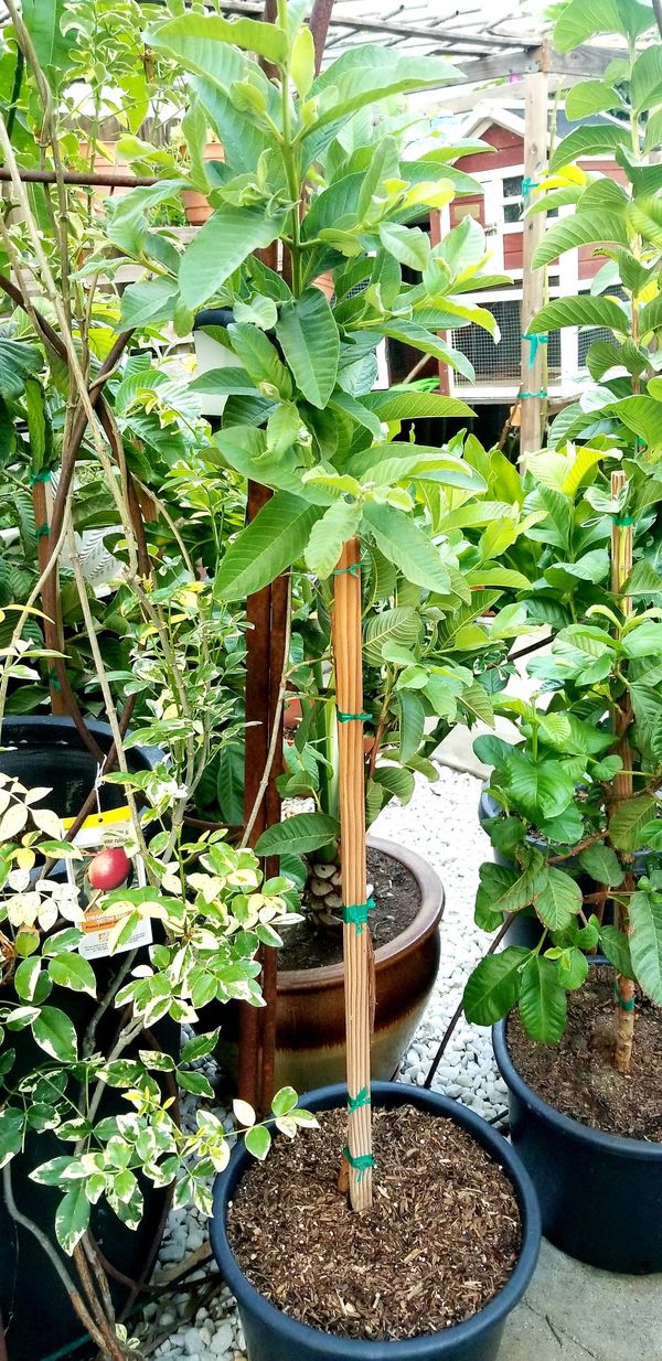 Mexican cream guava tree for Sale in Elk Grove, CA - OfferUp