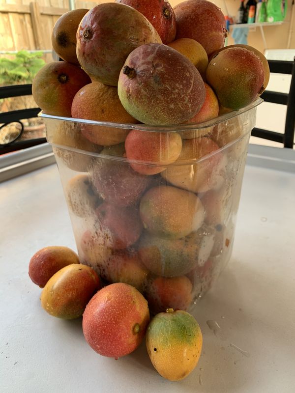 52 Sweet Small Mangos Batch Of The Day For Sale In Miami FL OfferUp
