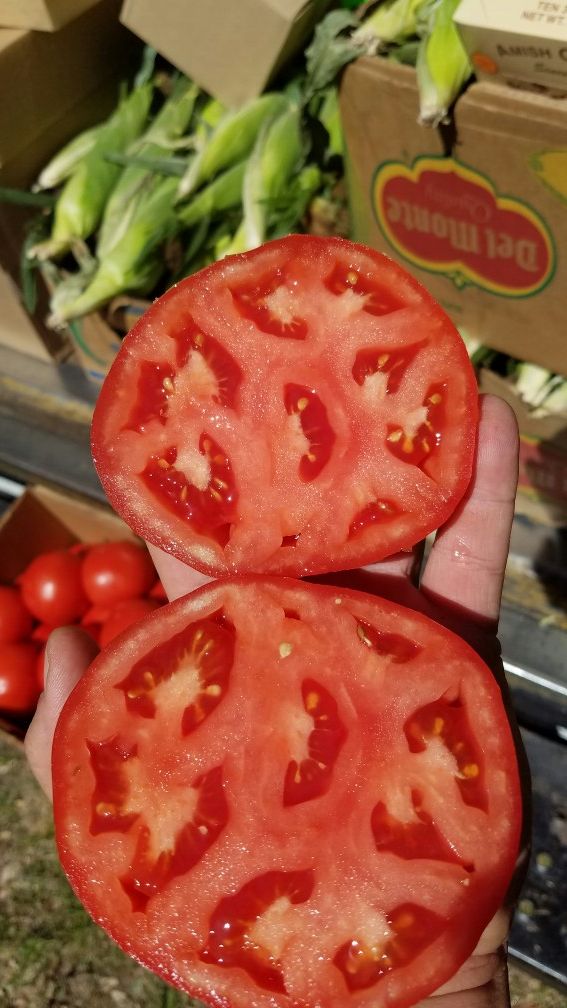 RUSKIN TOMATOES...25LBS 11.99 for Sale in Homosassa, FL OfferUp