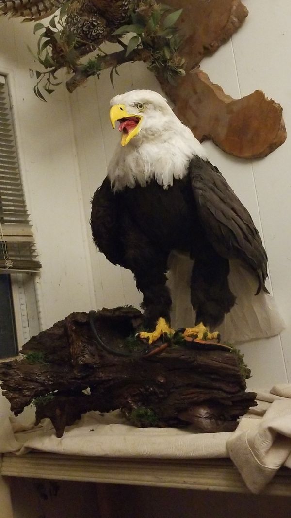 real stuffed bald eagle for sale