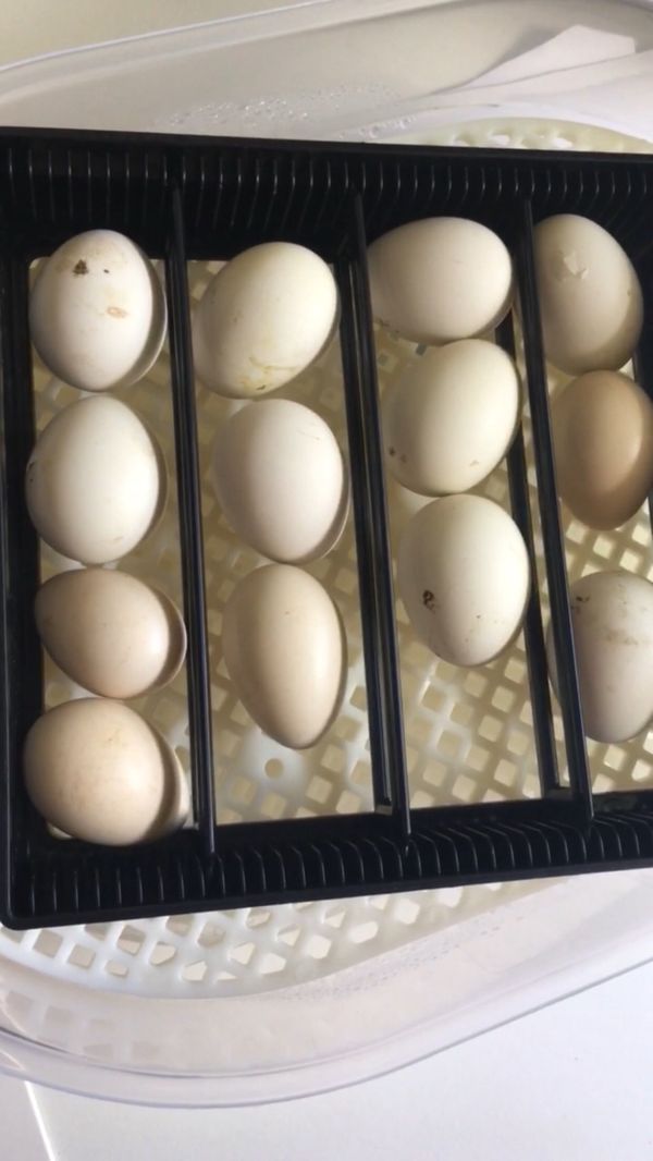 Cornish Chicken Hatching & Eggs for Sale in Homestead, FL OfferUp
