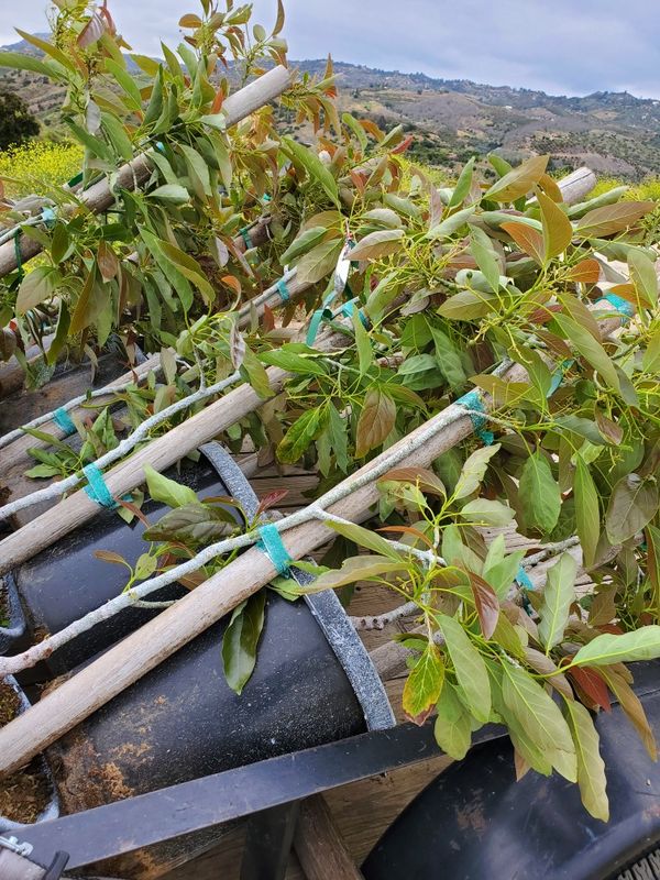 Avocados trees for Sale in Fallbrook, CA OfferUp