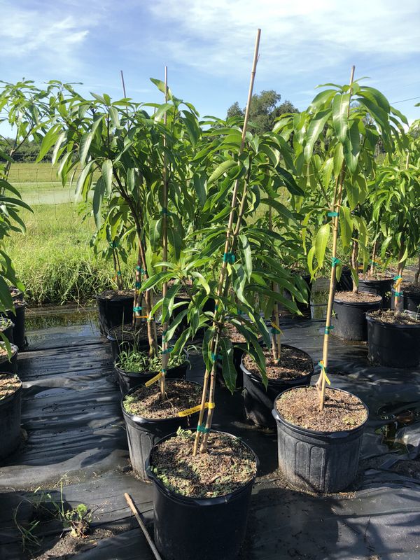7 Gallon Grafted Mango Trees for Sale in Kissimmee, FL