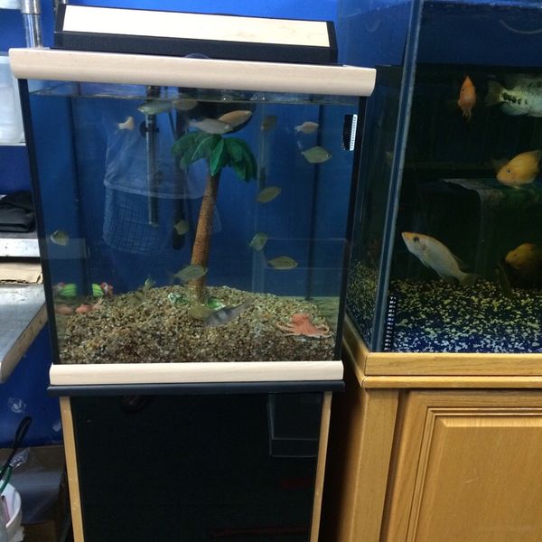 30 gallon goldfish aquarium