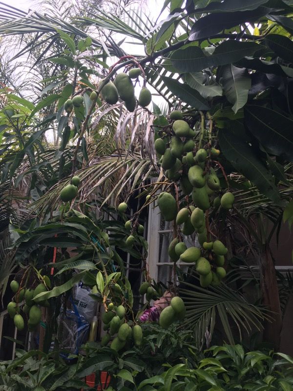 Manila mango , keith mango , Méx. mango tree for Sale in San Diego, CA
