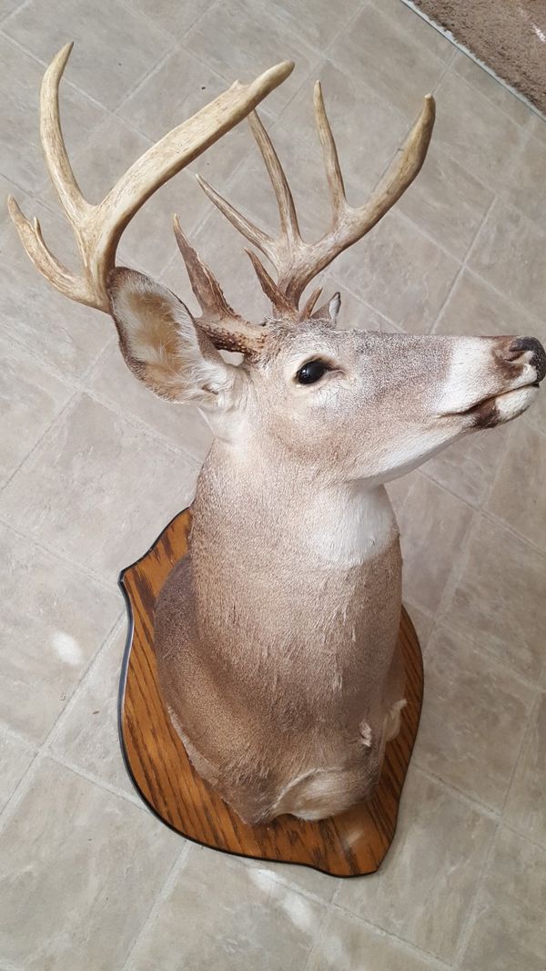 stuffed mounted deer head