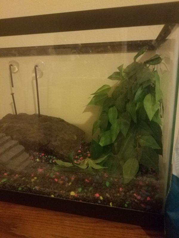 20 Gallon Turtle Tank and Accessories for Sale in Palm Coast, FL - OfferUp