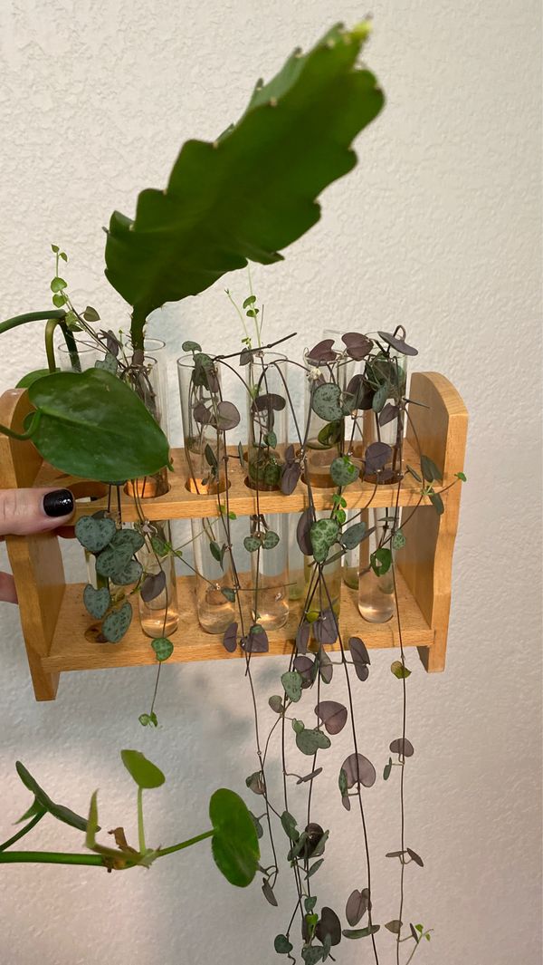 Plant cuttings for Sale in Gig Harbor, WA OfferUp