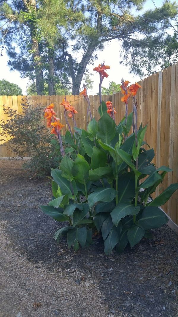 LIVE PLANTS! Canna lilies lily garden flowers for Sale in