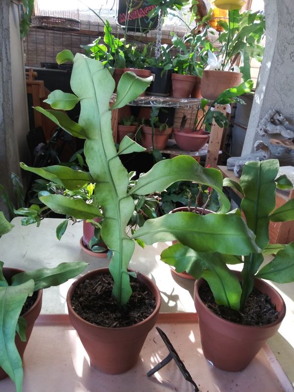 "Christ in a Manger"Queen of the Night Epiphyllum Night Blooming Cereus