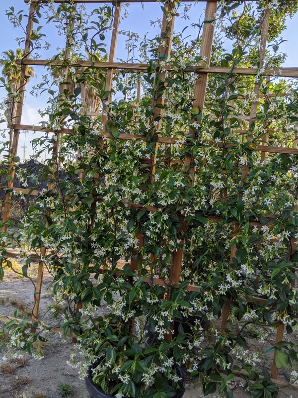 Star Jasmine Trellis for Sale in Paramount, CA - OfferUp