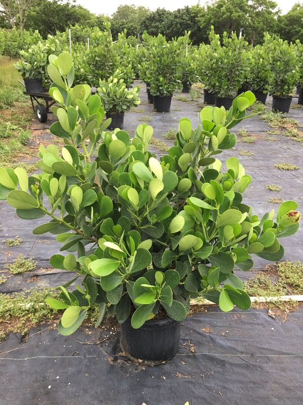 CLUSIA PRIVACY HEDGE-WHOLESALE-LOWEST PRICES-QUALITY PLANTS for Sale in ...