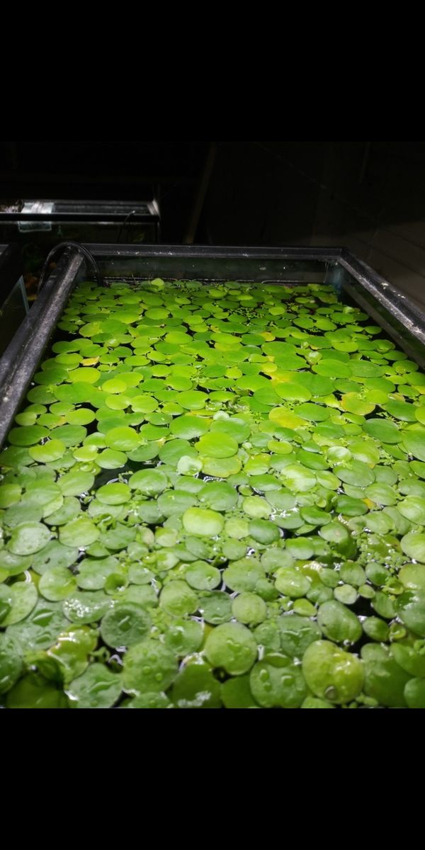 Floating Live aquarium plants(red root floaters and Amazon