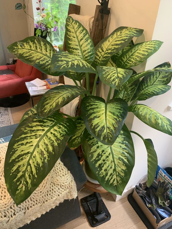 Giant houseplantdiffenbachia “dumb cane” for Sale in
