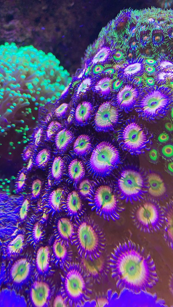 Cornbred Rainbow Infusion Zoas Very High End Coral Frag With 10 Heads