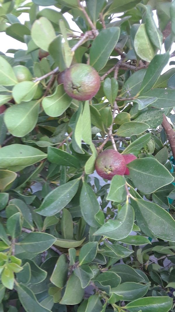 Cherry guava trees for Sale in Canyon Lake, CA OfferUp