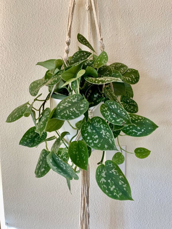 Silver Satin Pothos Plant Cuttings | Scindapsus pictus for Sale in ...