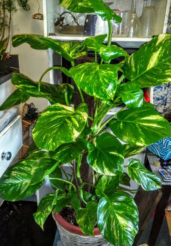 Huge Rare Giant Hawaiian Pothos plant for Sale in Los Angeles, CA OfferUp