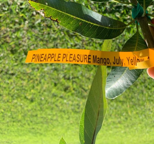 Pineapple Pleasure Mango Tree for Sale in Port St. Lucie, FL OfferUp