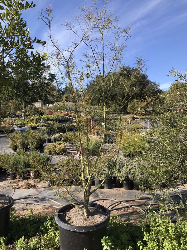 Large Palo Verde Desert Museum trees for Sale in El Cajon, CA - OfferUp